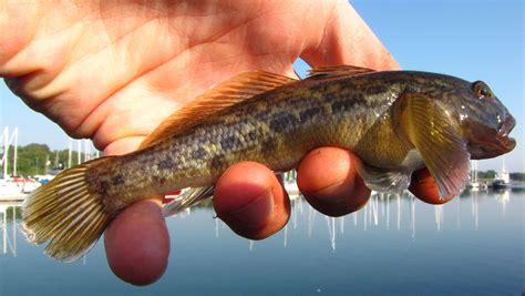 Round Goby Could Invade Lake Winnebago