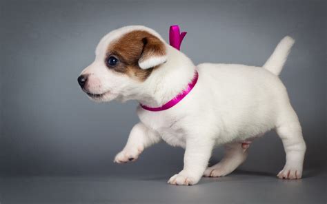 Top 10 Most Aggressive Small Dog Breeds In The World