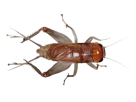 Different cricket species produce different types of sounds. Cricket insect PNG