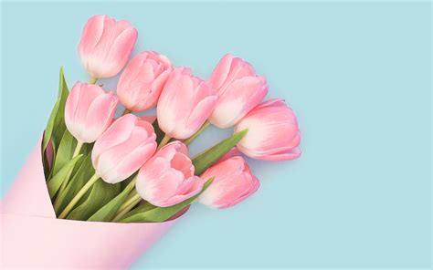 Baby Pink Tulips Wallpapers Hd Wallpapers Id 22031