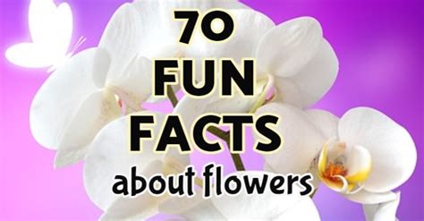 70 Fun Facts About Flowers In The World Sow Small Garden