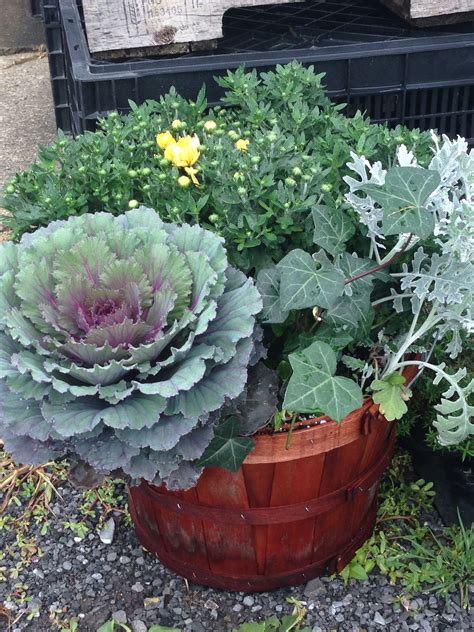 Mums Flowering Cabbage Dusty Miller And Ivy The Perfect Fall
