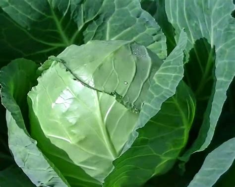 Cara menanam buah naga di pot jika anda ingin menikmati buah naga secara gratis, atau menanmnya dalam jumlah yang kecil. CARA MENANAM DAN BUDIDAYA KUBIS/KOL | Pertanian