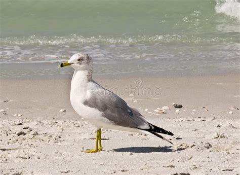 Seagull Standing Stock Image Image Of Water Seagull 58433619