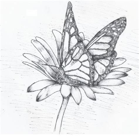 Simple Easy Pencil Drawings Of Flowers And Butterflies Canvas Insight