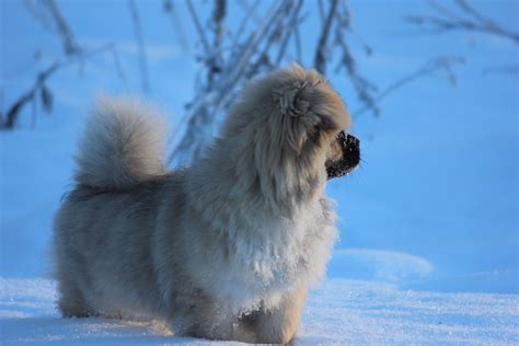 Himalayan Mountain Dog Breeds Yourdogbreedsinfo
