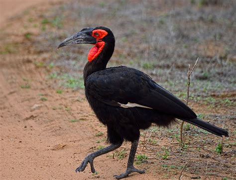 South Africa Kruger Park 305 Southern Ground Hornbill Pretty