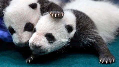 Giant Pandas No Longer Endangered Species Itv News