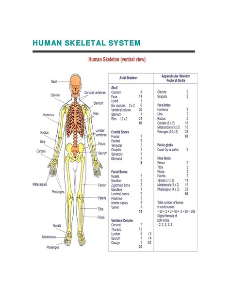 Diagram Of Human Skeletal System