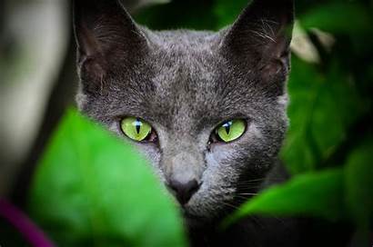 Cat Eyes Animals Leaves Face Cats Eye