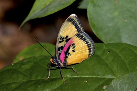 Ghana Butterfly Tours - Ashanti African Tours