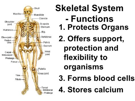 Skeletal System Class Notes