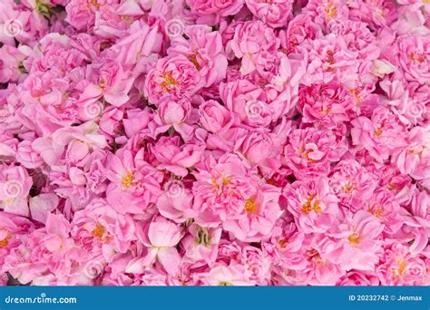 Real Bulgarian Damascena Rose Stock Photo Image Of Harmony Beautiful