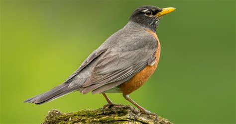 American Robin Identification All About Birds Cornell Lab Of Ornithology