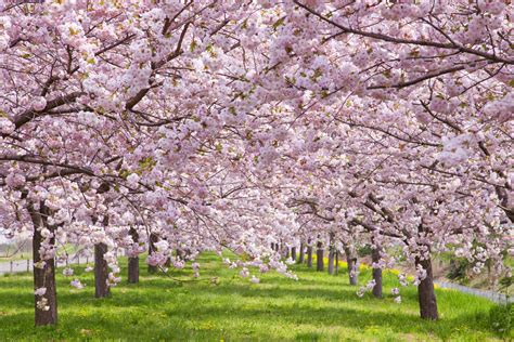 16 Cherry Blossoms Facts Cherry Blossoms And Blossom Tree Trivia