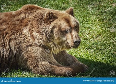 Brown Bear On The Green Grass Stock Image Image Of Farm Formidable