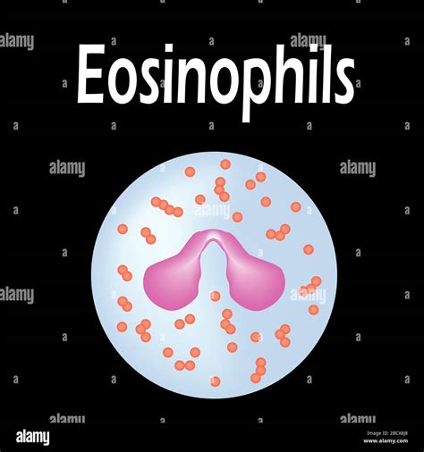 Eosinophil Granulocytes Stock Vector Images Alamy