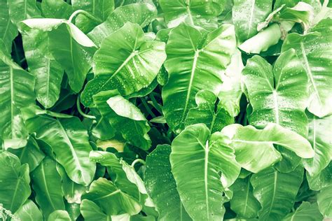 Philodendron Leaf Philodendron Melinonii Large Green Foliage Natural