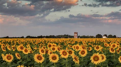 Dalton Kansas Sunflower Field Photograph By Chris Harris