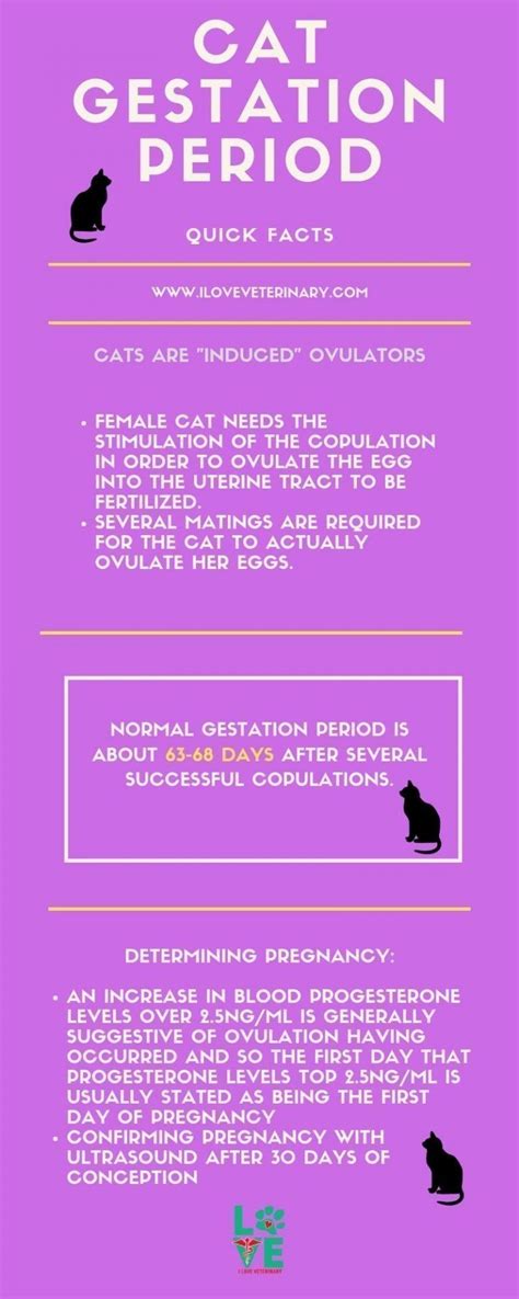 Cat Gestation Period Cat Gestation Gestation Period Educational