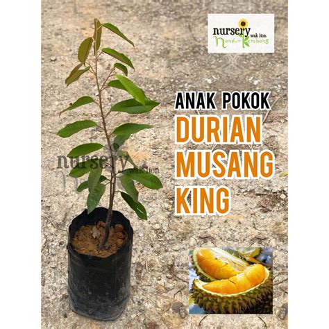 Kali ini admin akan membagikan sebuah informasi mengenai cara menanam pokok durian musang king , semoga bermanfaat. Anak Pokok (Durian Musang King) 2ft (H) | Shopee Malaysia