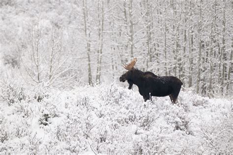 Iconically Canadian —the Moose — Nature Canada