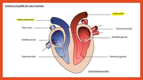 5ème La circulation sanguine YouTube