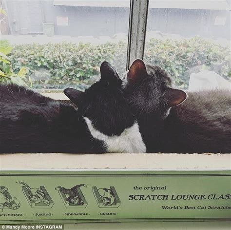 Mandy Moore Grabs Goodies For Her Eight Furry Friends Daily Mail Online