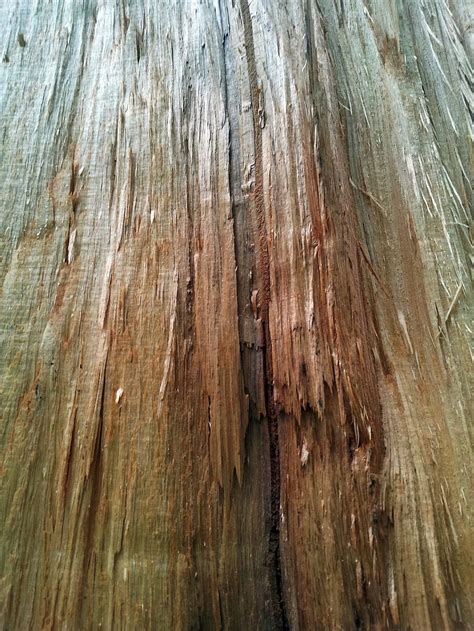 Hd Wallpaper Wooden Trunks Bark Timber Woody Stems Trees
