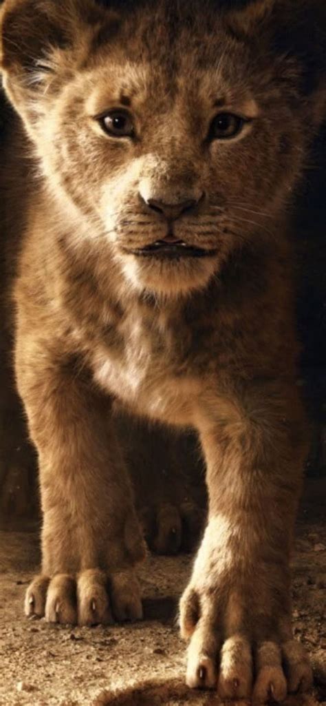 The Lion King Simba 2019 4k Iphone 12 Wallpapers Free Download
