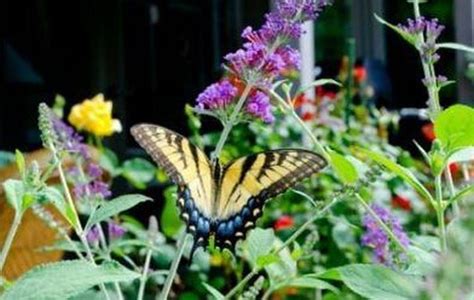 49 Inspiring Butterfly Garden Design Ideas Design Butterfly Garden