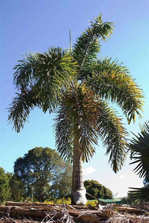 Cold And Frost Choosing The Right Palm Palms Online Australia