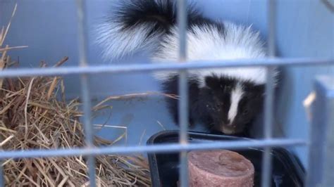 Cute Angry Baby Skunk Youtube