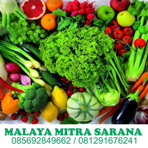 malaya mitra sarana supplier sayur buah