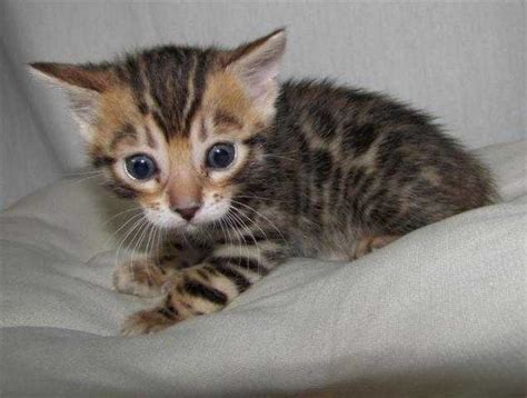 Purebred female bengal kitten available now. bengal kittens FOR SALE ADOPTION from Turramurra New South ...