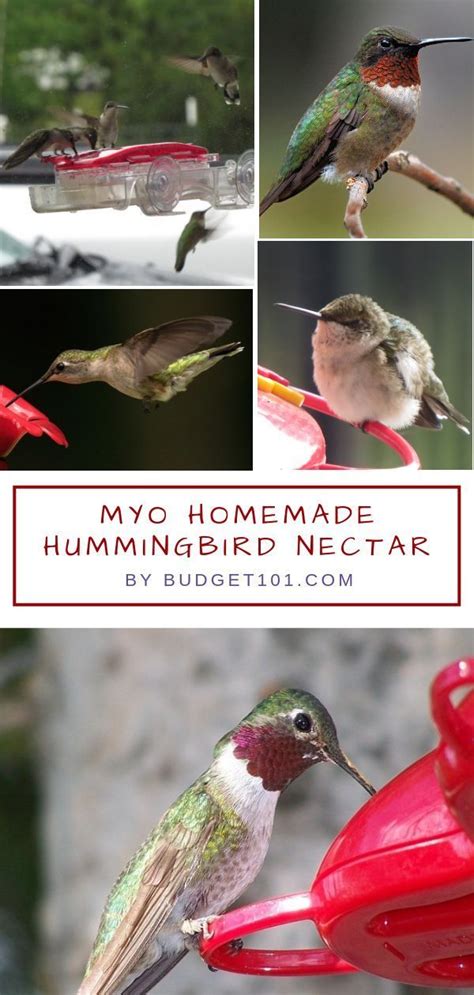 Maybe you would like to learn more about one of these? Hummingbird Food Recipe No Boil & Hummingbird Food ...