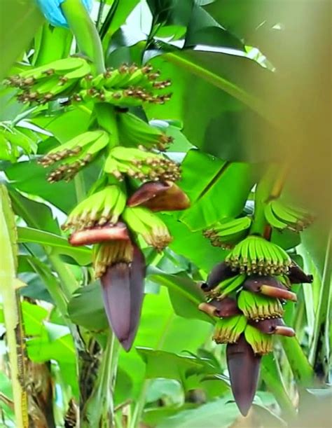 1 cara budidaya tanaman pisang cepat berbuah. 4 LANGKAH CARA MENANAM / BUDIDAYA PISANG | Pertanian