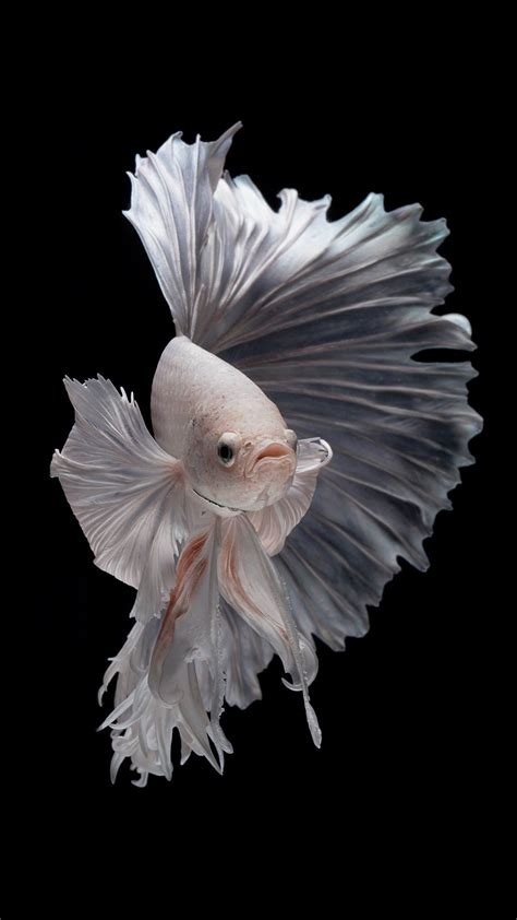 Free Wallpaper For Iphone Se And Iphone Se 2022 With Albino Betta Fish