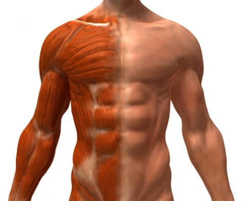 12 photos of the muscles of the torso. Proteínas para aumentar los músculos