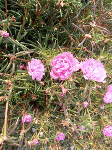 Baja bunga ros jepun tidak rosakkan akar imported 100 water. DIARI DIELA: Cantiknya Bunga Ros Jepun