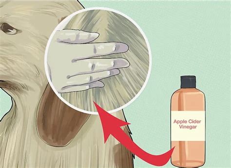 How To Use Apple Cider Vinegar For Fleas Ostomy Lifestyle