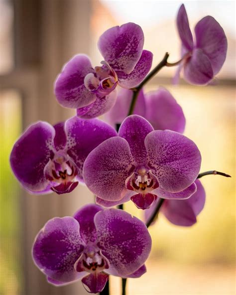 Purple Moth Orchid In Close Up Photography · Free Stock Photo