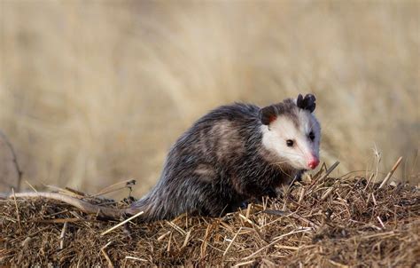 Possum Wallpapers Wallpaper Cave