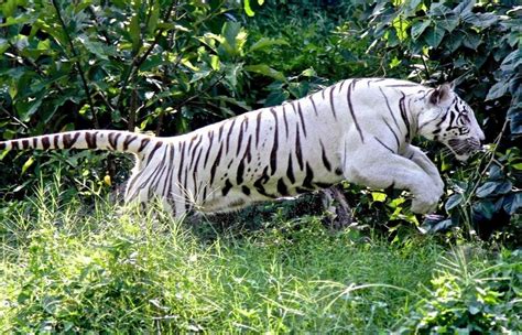 25 Surprising White Tiger Facts For Kids 2023