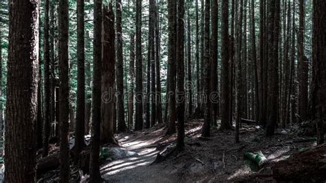 Tall Trees In Dark Forest Stock Image Image Of Trees 144712605