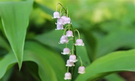 Pink Lily Of The Valley Plants Saratoga Seed