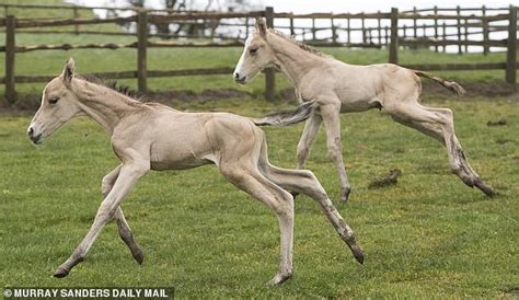 Horse That Gave Birth To Identical Twins Defies 1million 1 Odds After
