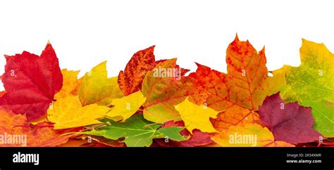 Panorama Golden Autumn Leaves Isolated On White Background Stock Photo