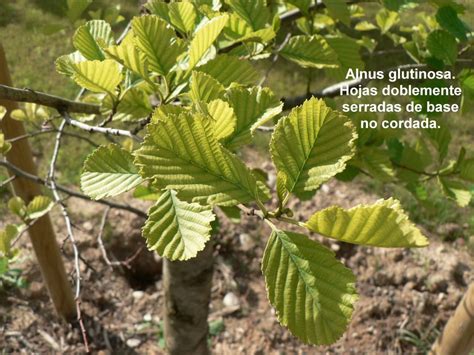 Aliso Alnus Glutinosa Flores Silvestres De Aragón