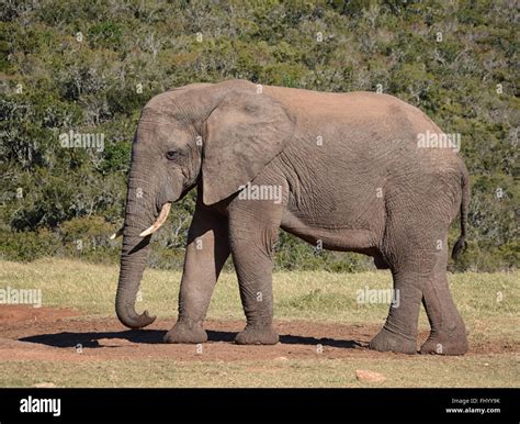 A Side View Of An Adult African Elephant With Tusks Stock Photo Alamy